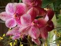 Chieng maï - Ferme des orchidées