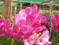 Chieng maï - Ferme des orchidées