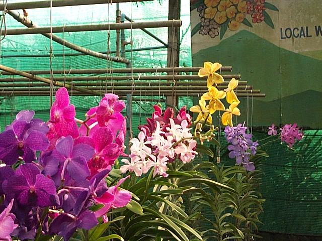 Chieng maï - Ferme des orchidées