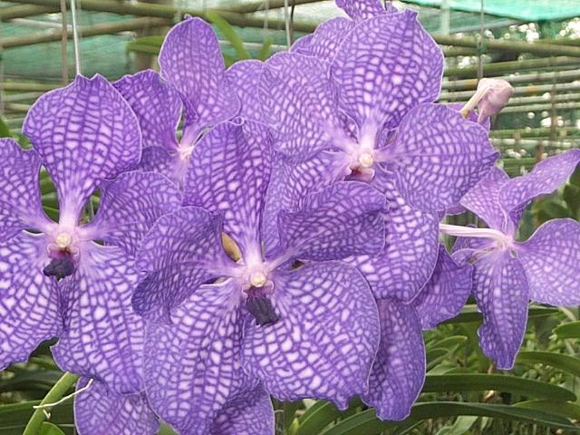 Chieng maï - Ferme des orchidées
