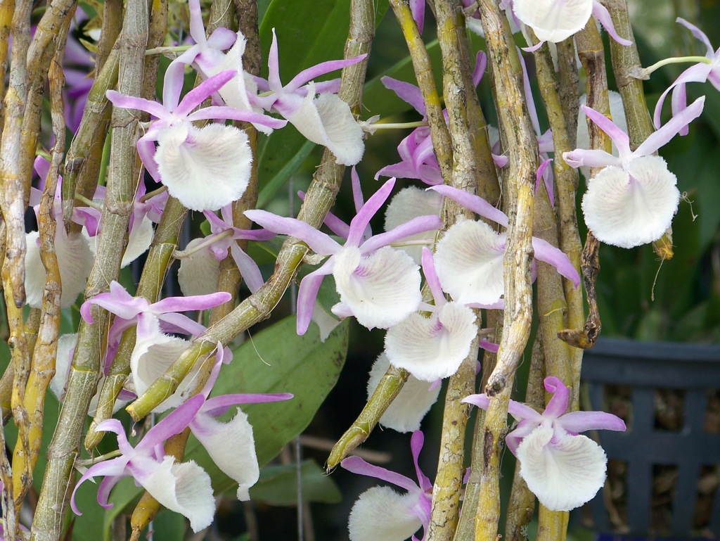 Dendrobium primulinum ou pierardii