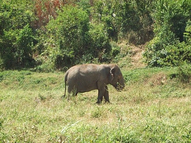 Un éléphant à Phuket